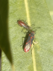 Caenocoris nerii