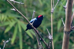 Chiroxiphia pareola