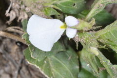 Violaceae