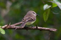 Cnemotriccus fuscatus