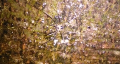 Dicranopalpus larvatus