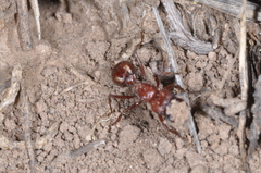 Amoimyrmex