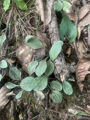 Antennaria plantaginifolia