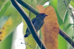 Chiroxiphia pareola