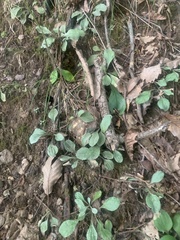 Antennaria plantaginifolia
