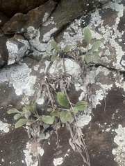 Antennaria plantaginifolia
