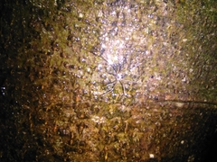 Dicranopalpus larvatus