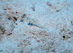 Coryphopterus