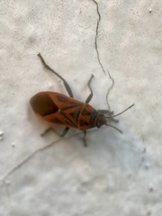 Graptostethus servus