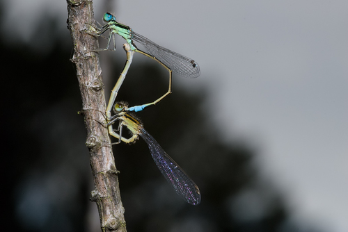 Iberian Bluetail
