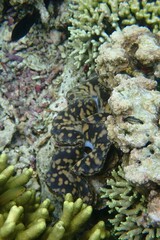 Tridacna maxima
