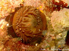 Actinia striata