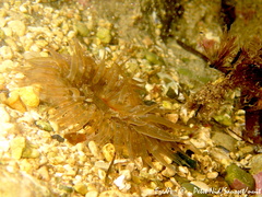 Aulactinia verrucosa