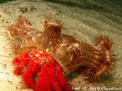 Calliactis parasitica