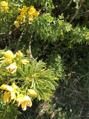 Senna pendula