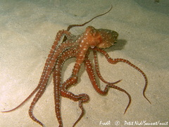 Callistoctopus macropus