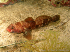 Gobius cruentatus