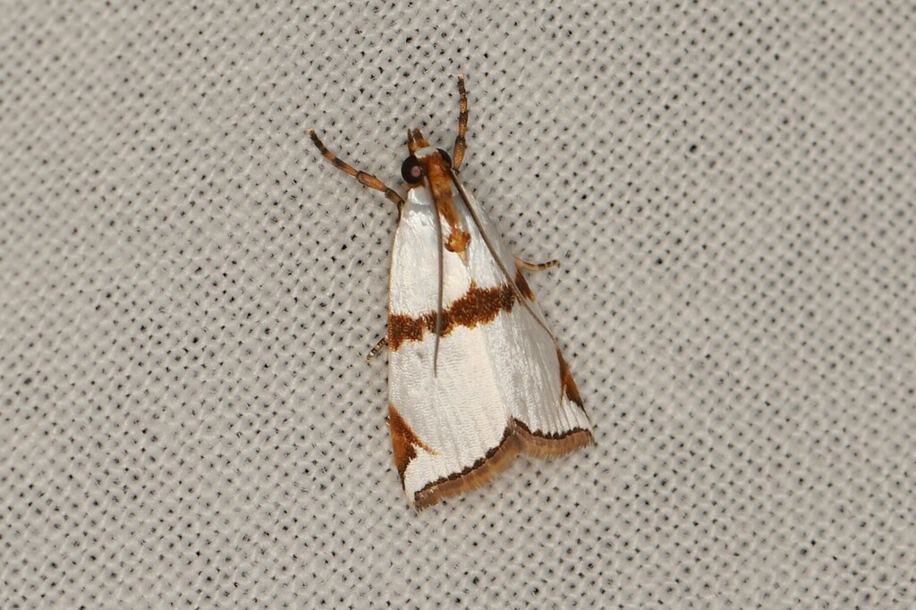Argyria divisella