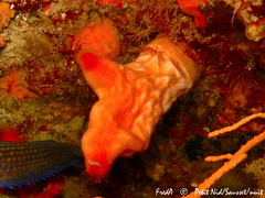 Halocynthia papillosa