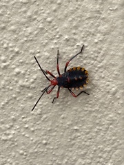 Spartocera