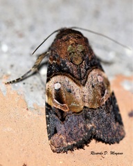 Hampsonodes orbica