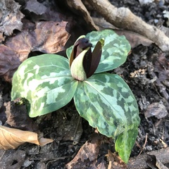 Trillium underwoodii