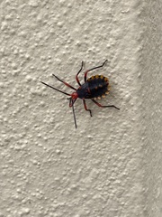 Spartocera