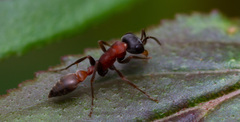 Pseudomyrmex termitarius
