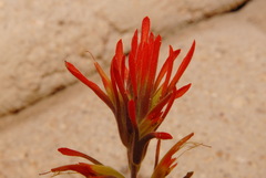 Castilleja applegatei pinetorum