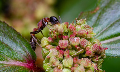 Pseudomyrmex termitarius