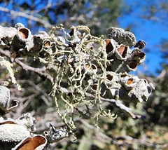 Ramalina peruviana