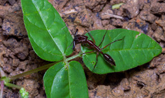 Odontomachus chelifer