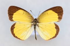 Pyrisitia lisa centralis