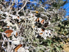 Ramalina peruviana