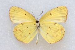 Pyrisitia lisa centralis