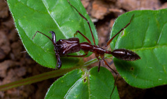 Odontomachus chelifer