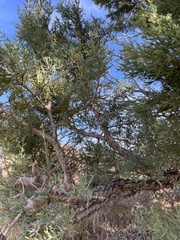 Juniperus deppeana