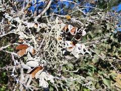 Ramalina peruviana