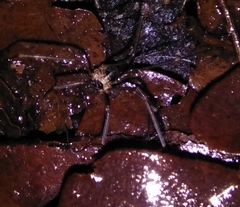 Dicranopalpus larvatus