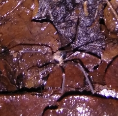 Dicranopalpus larvatus