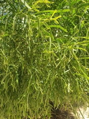 Acacia salicina