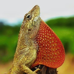Anolis onca
