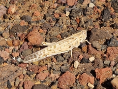 Schistocerca gregaria