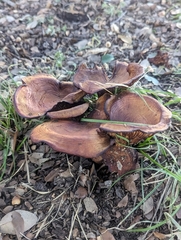 Omphalotus subilludens