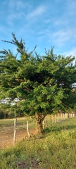 Crescentia alata