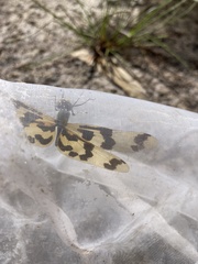 Rhyothemis graphiptera