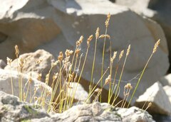 Carex phaeocephala