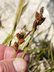 Carex raynoldsii