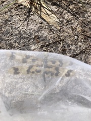 Rhyothemis graphiptera