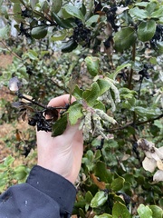 Garrya elliptica